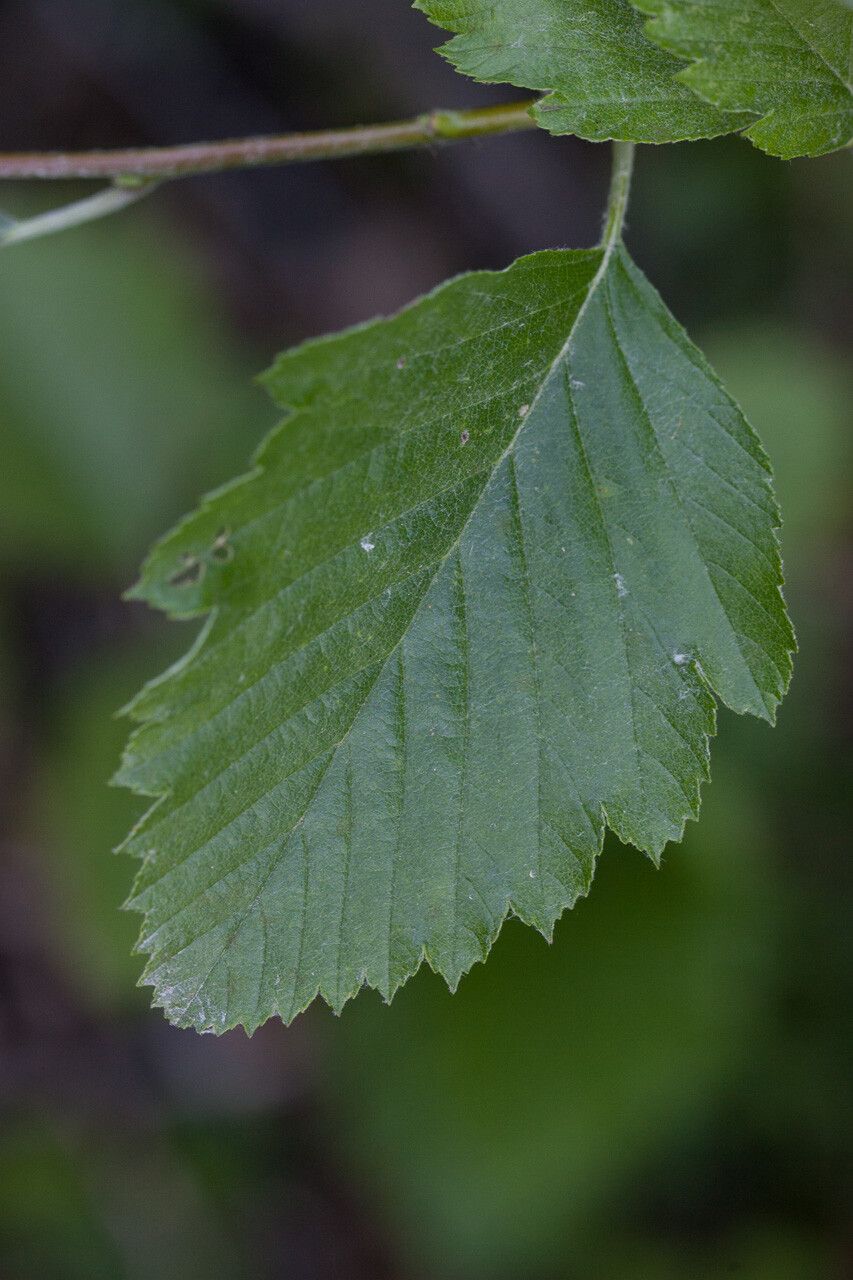 Karpatiosorbus remensis — houseplant care guide