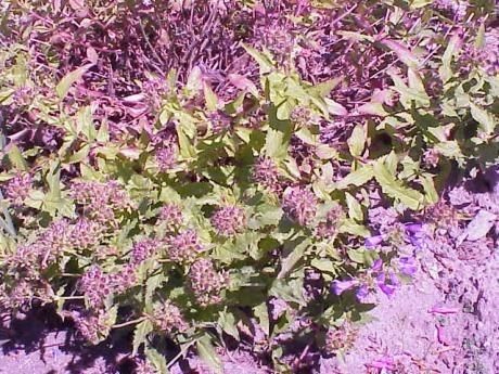 Penstemon hirsutus habit
