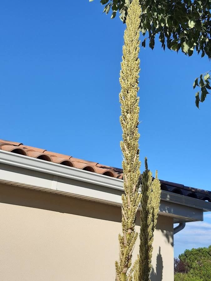 Dasylirion wheeleri flower