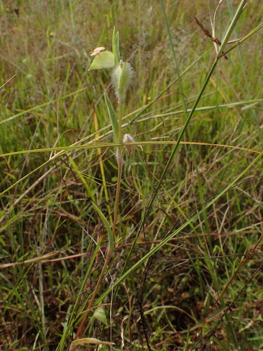 Commelina nigritana habit