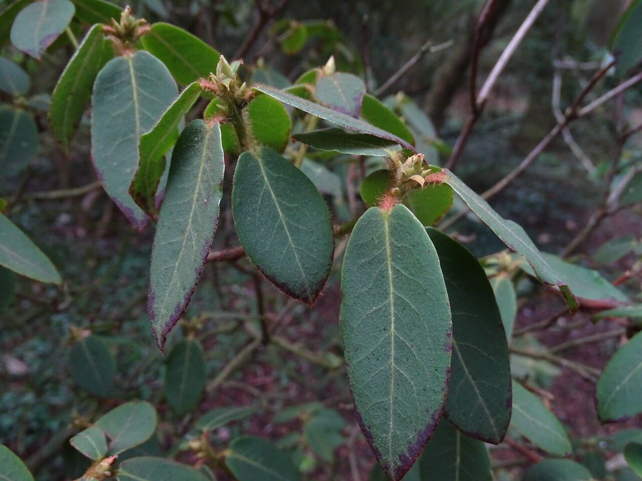Rhododendron triflorum leaf