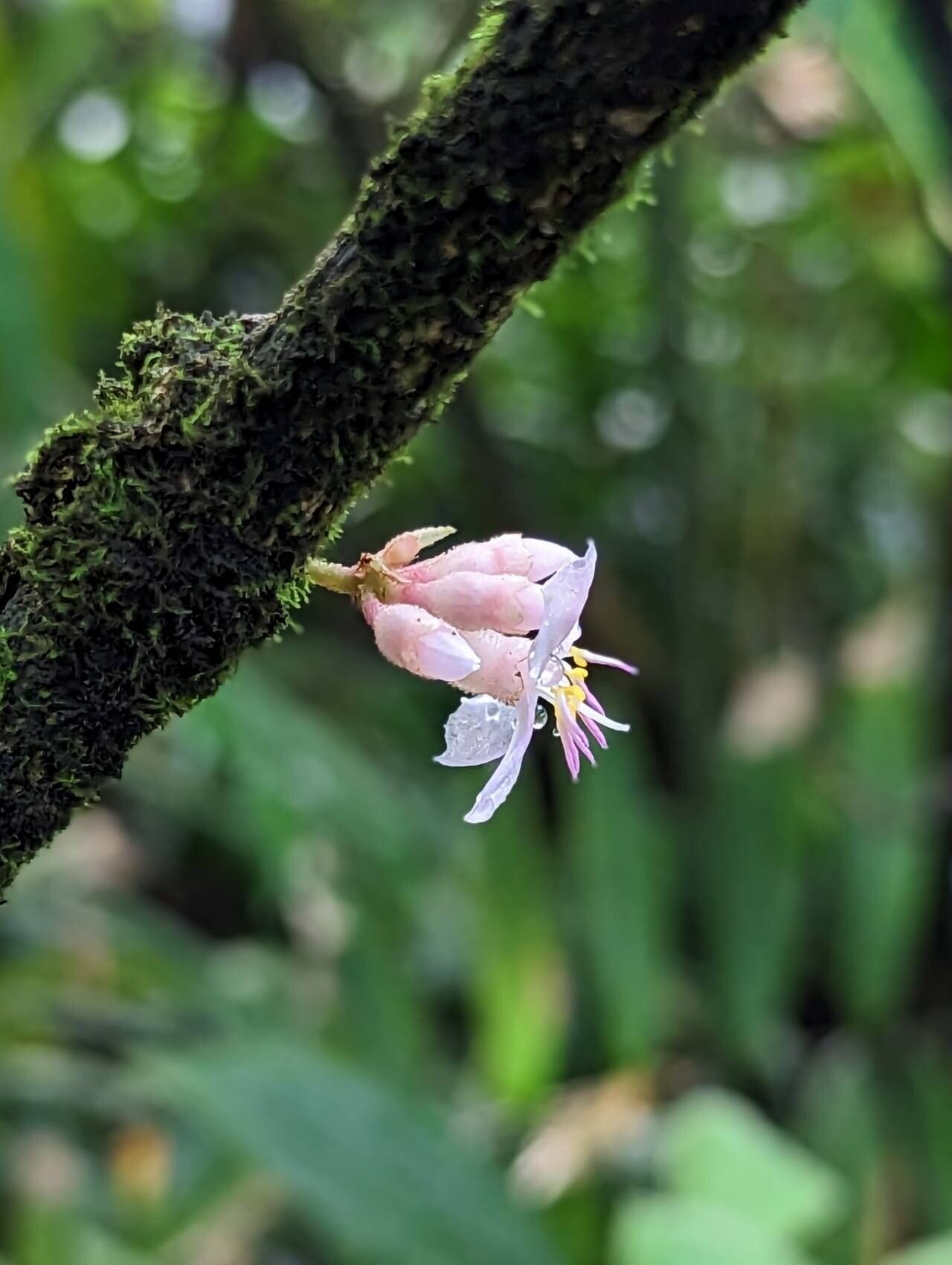Medinilla venosa flower
