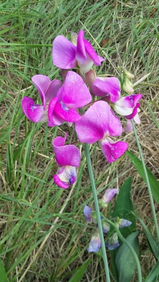 Lathyrus heterophyllus flower