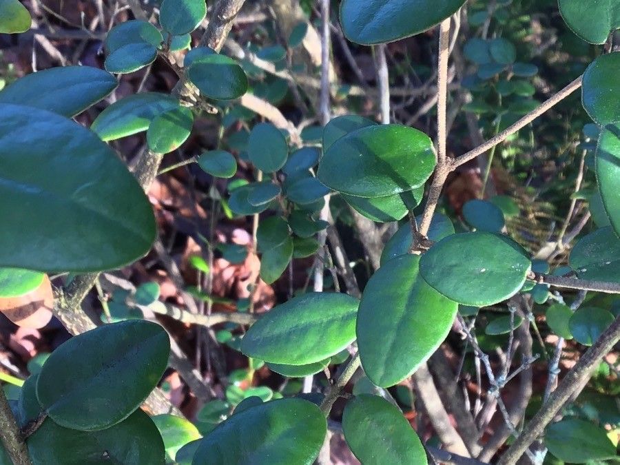 Correa backhouseana habit