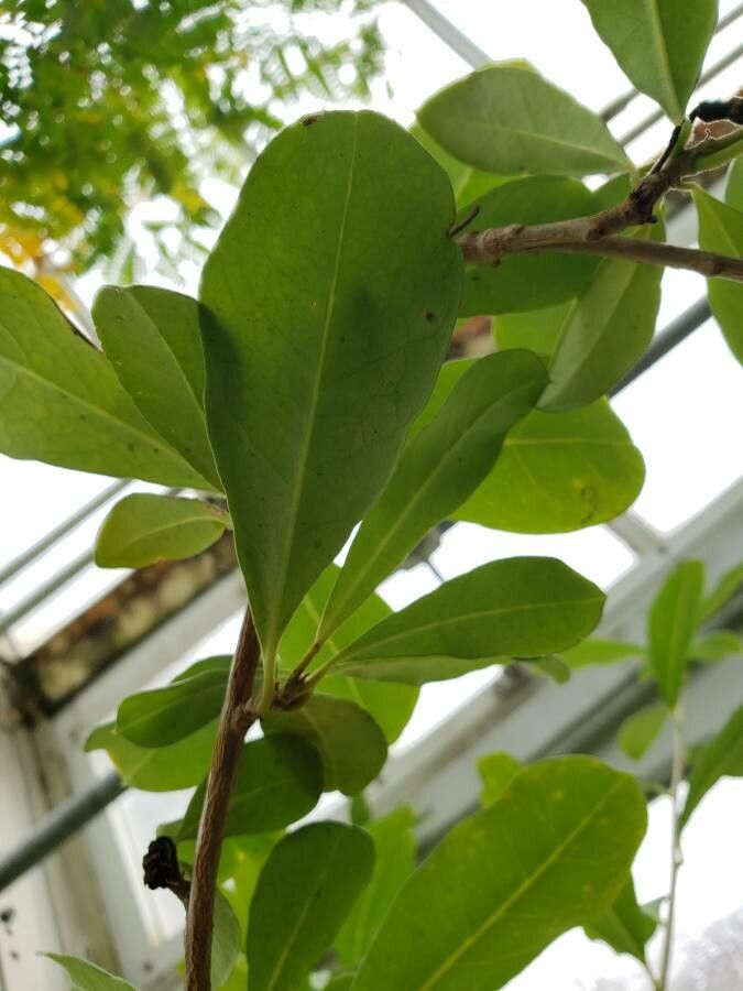 Brunfelsia americana — search result for 'Solanaceae'