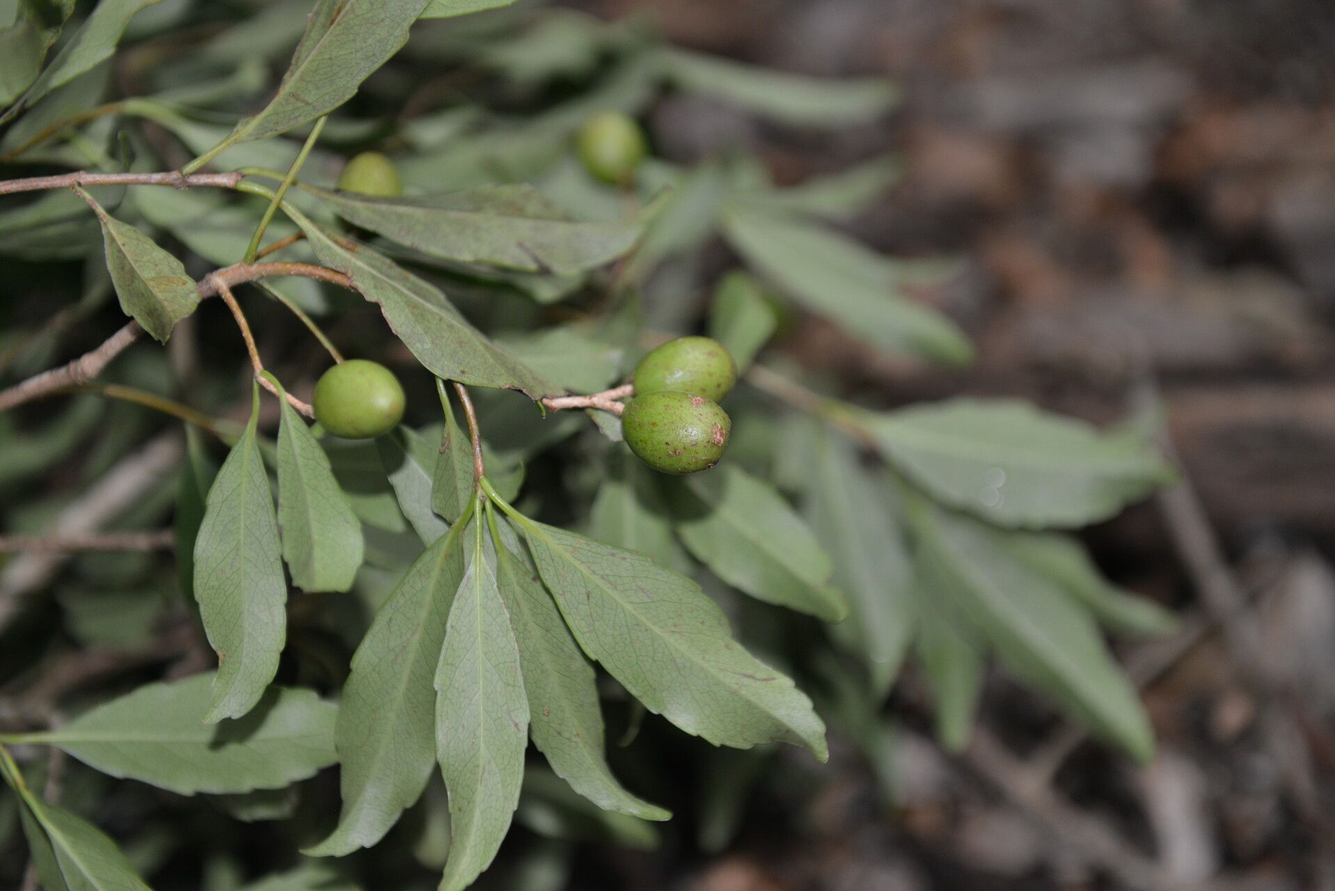 Elaeodendron xylocarpum fruit