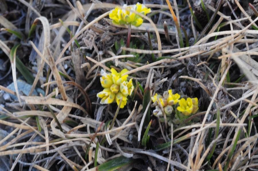 Draba hoppeana — houseplant care guide