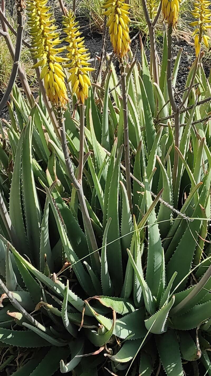 Aloiampelos striatula — search result for 'Aloe'