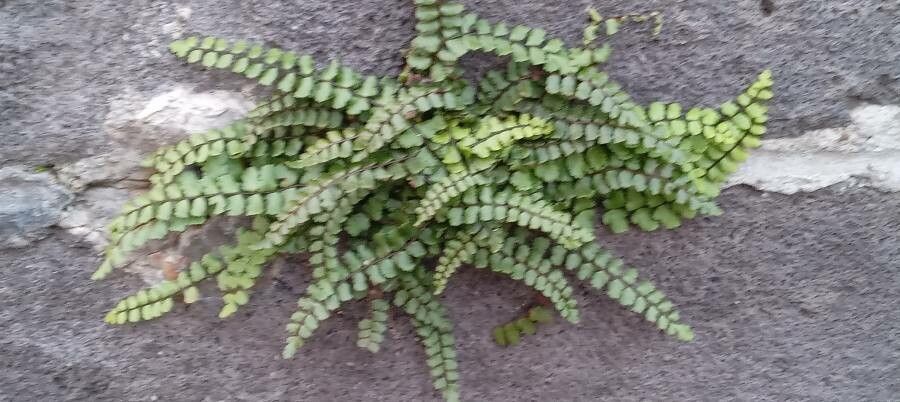 Asplenium trichomanes leaf