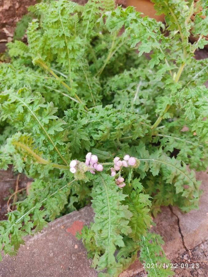 Cyathocline purpurea flower