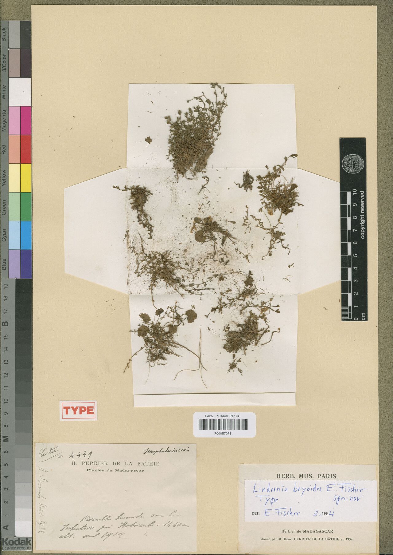 Lindernia bryoides — related species from the same genus