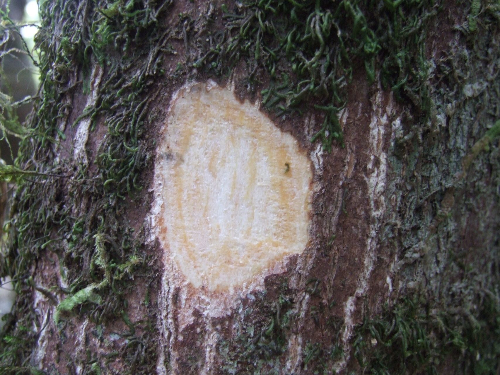 Planchonella roseoloba bark