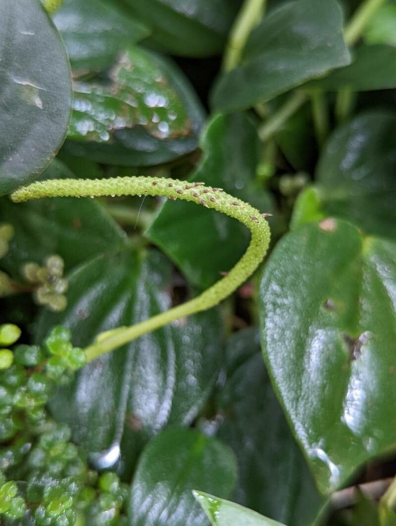 Peperomia velloziana flower
