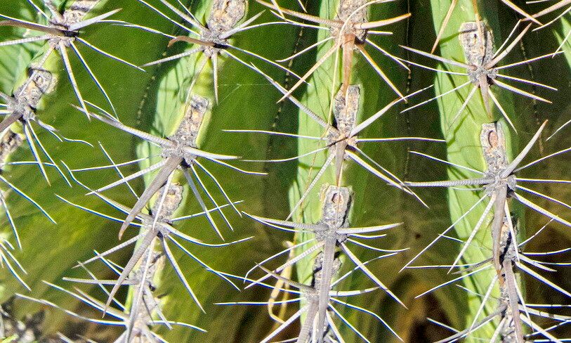 Ferocactus townsendianus other