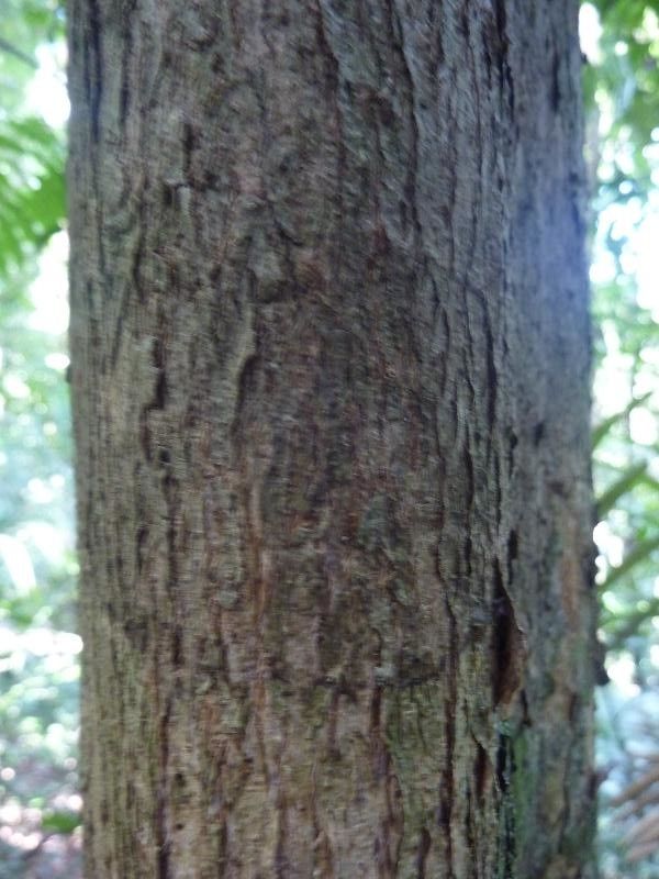 Apeiba glabra bark