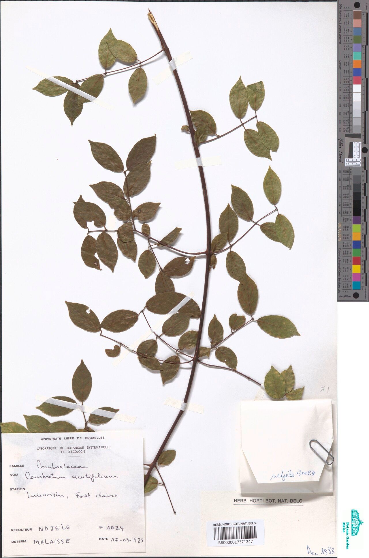 Combretum acutifolium