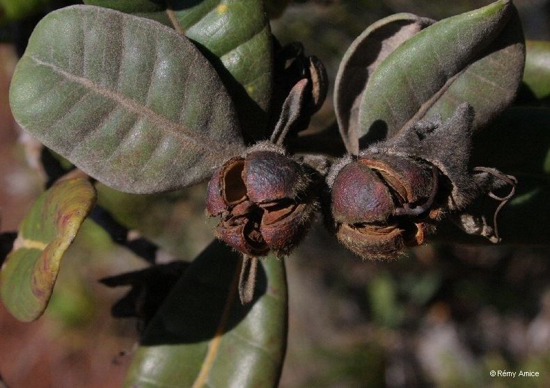 Xanthostemon francii fruit
