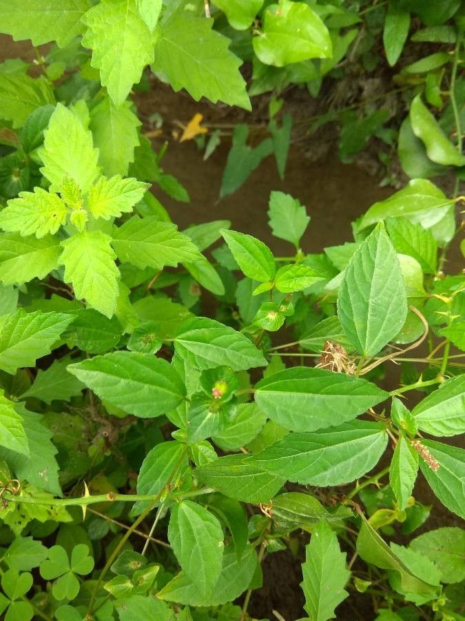 Acalypha australis — search result for 'Euphorbiaceae'