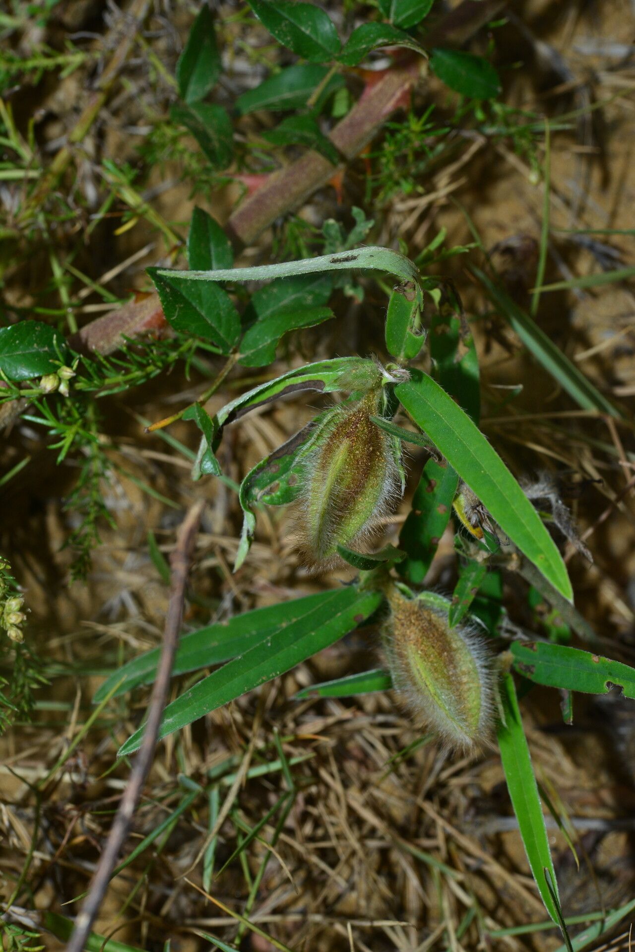 Crotalaria calycina fruit