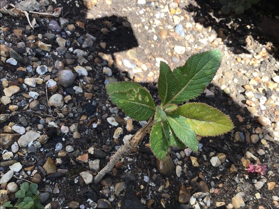 Crambe scaberrima — search result for 'Crambe'