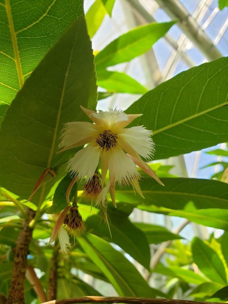 Elaeocarpus grandiflorus flower