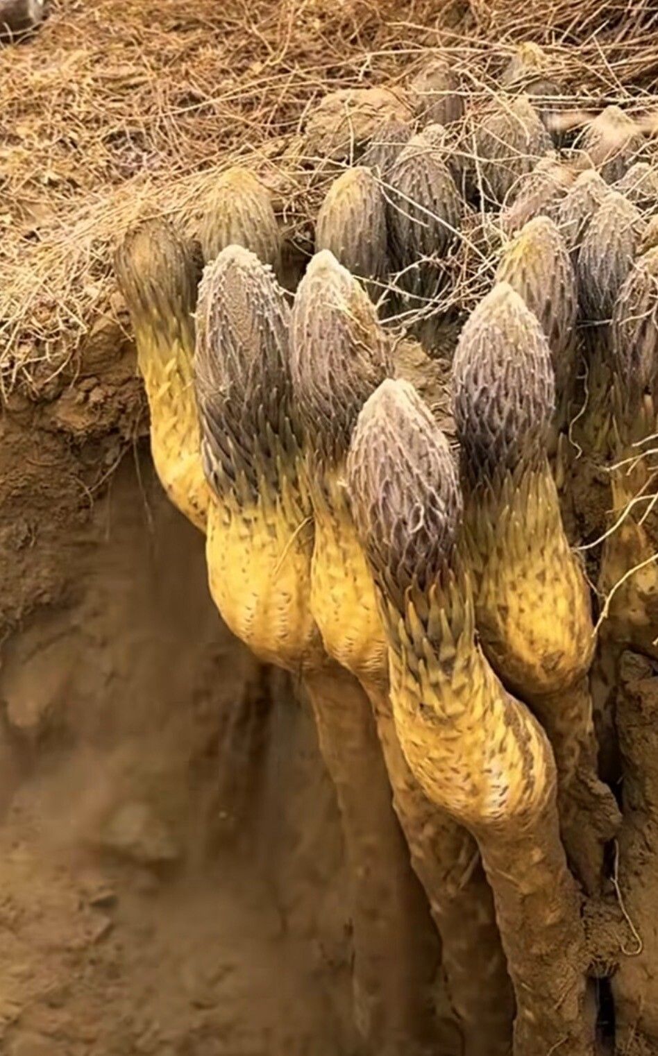 Cistanche deserticola — related species from the same genus