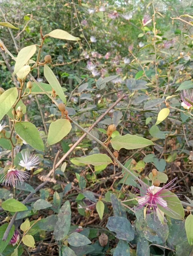 Capparis zeylanica fruit