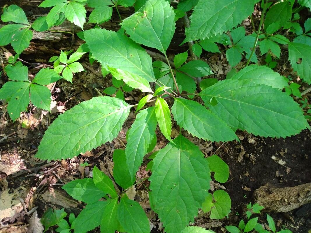 Collinsonia canadensis