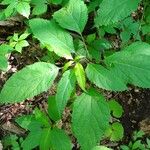 Collinsonia canadensis