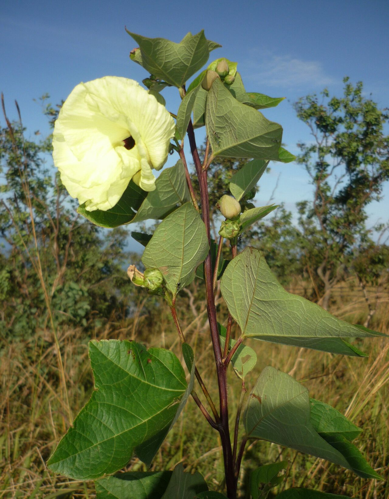 Azanza lampas — houseplant care guide