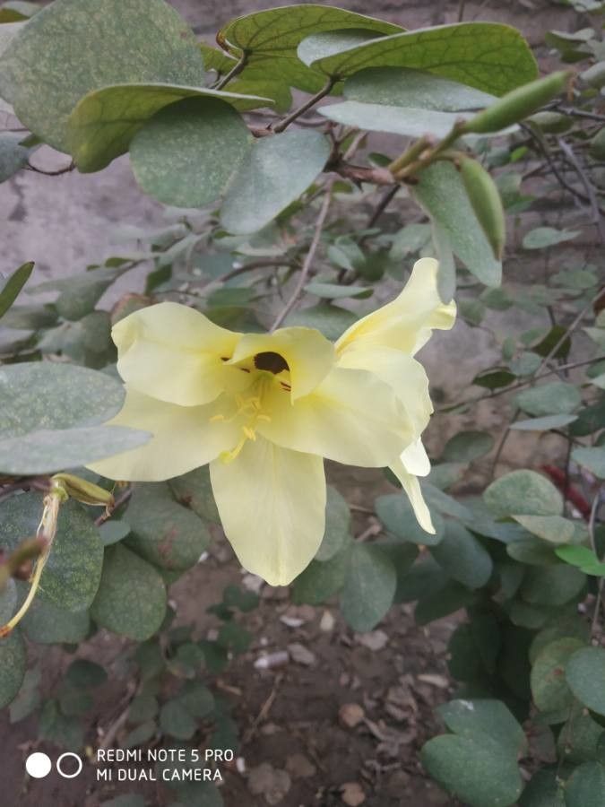 Bauhinia tomentosa flower
