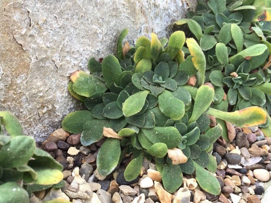 Primula allionii leaf