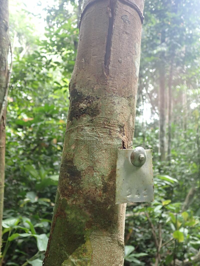 Drypetes laciniata bark