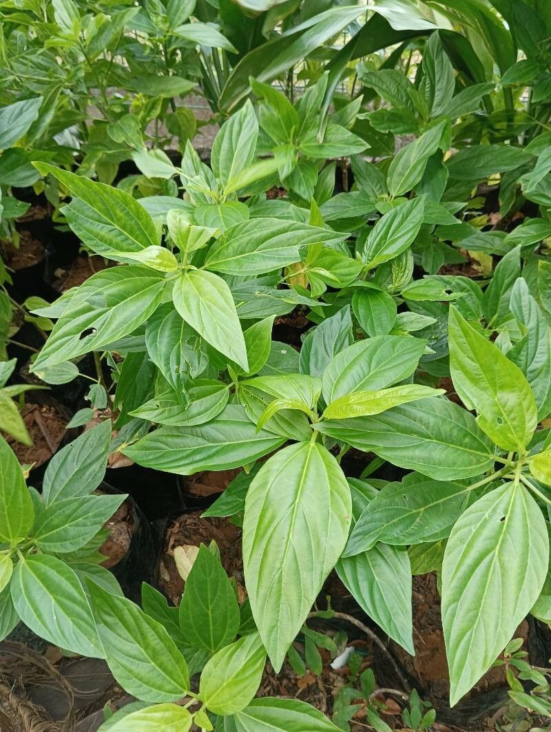 Pouzolzia laevigata leaf