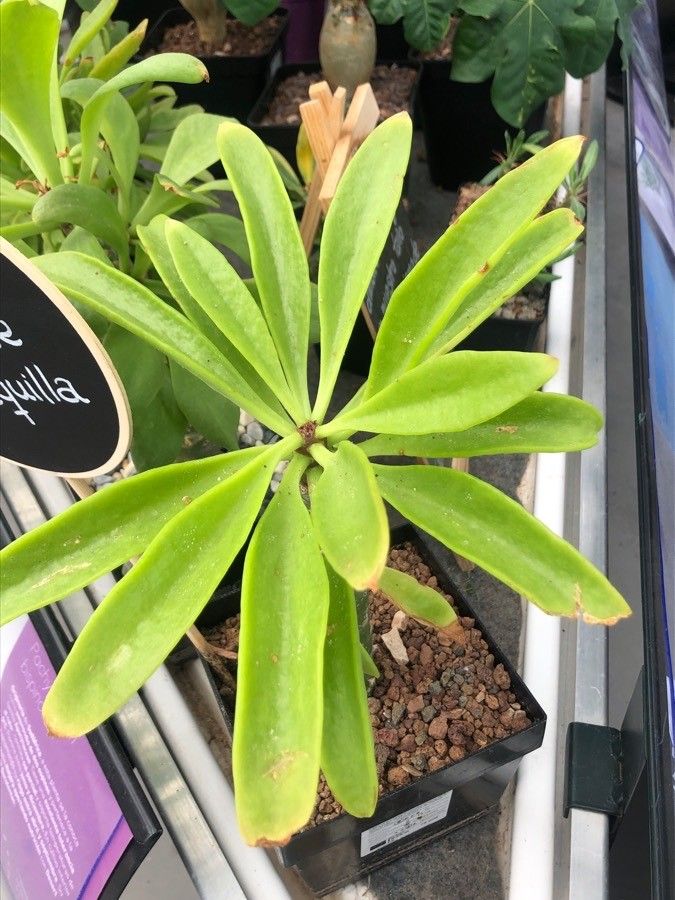 Tylecodon paniculatus leaf