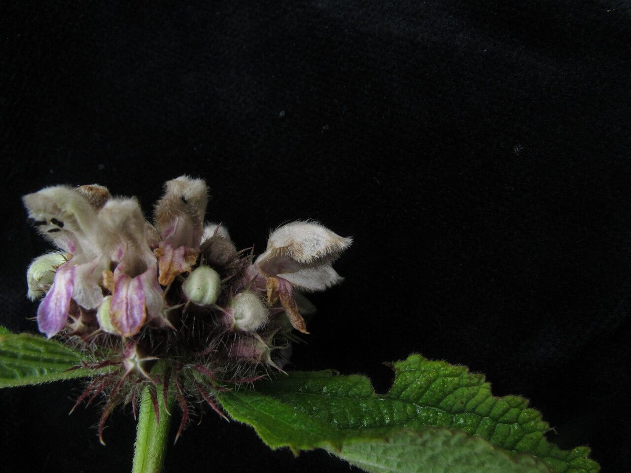 Phlomoides macrophylla habit