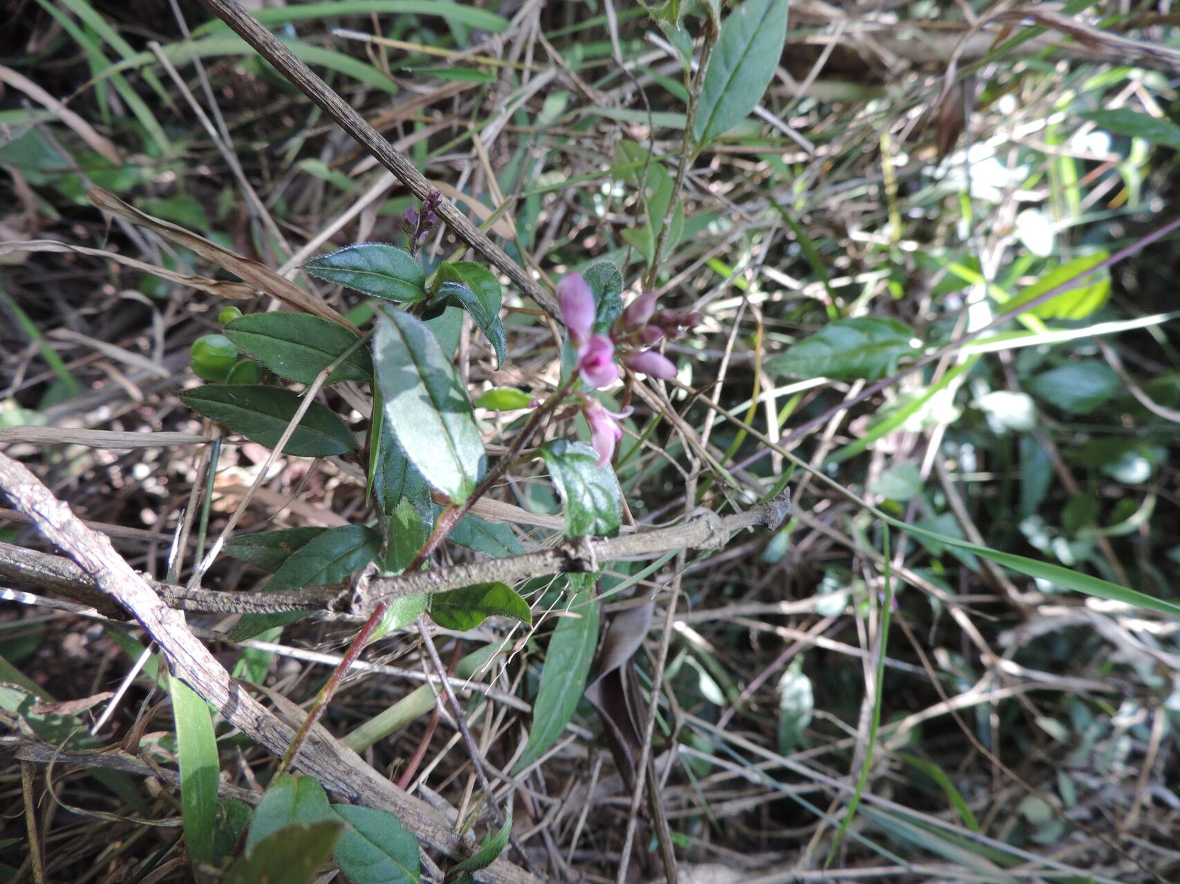 Polygala engleri flower