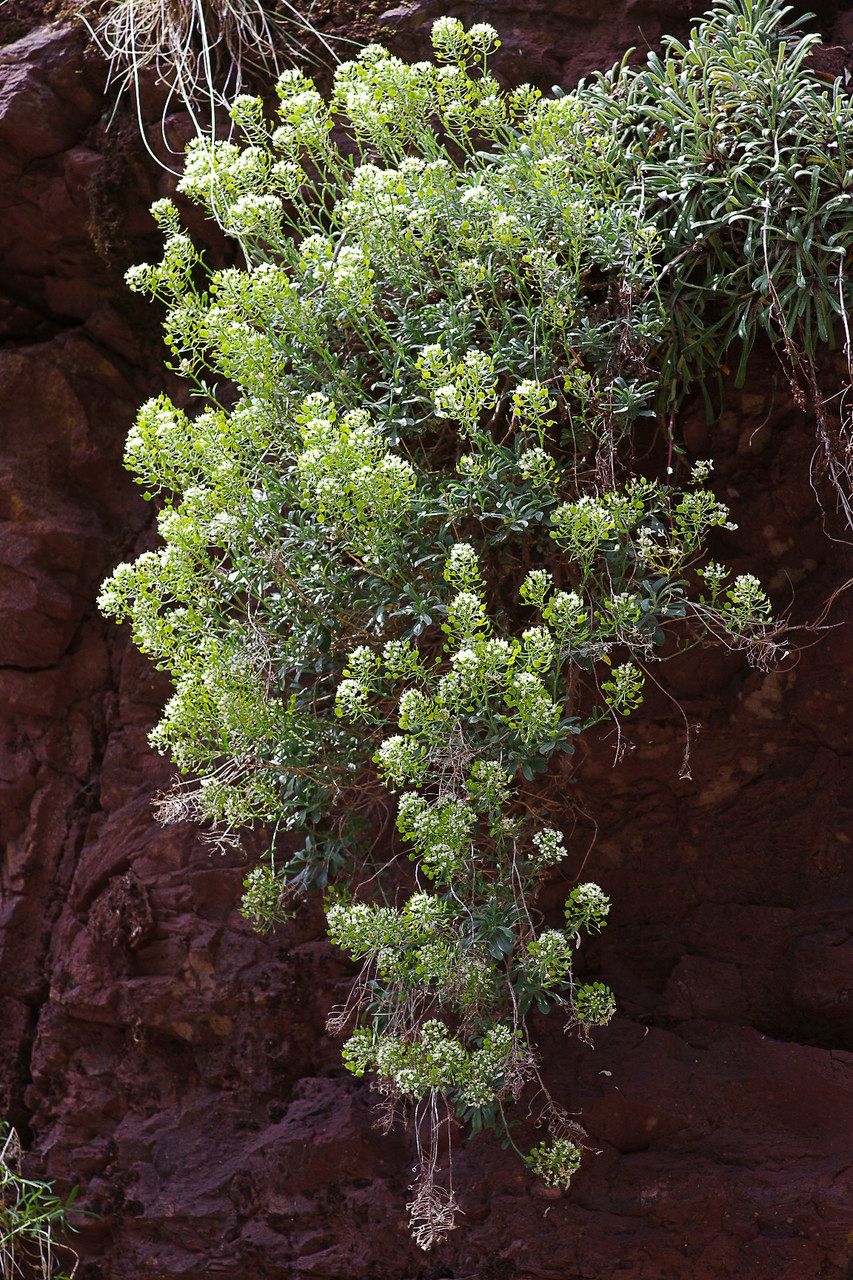 Hormathophylla halimifolia habit