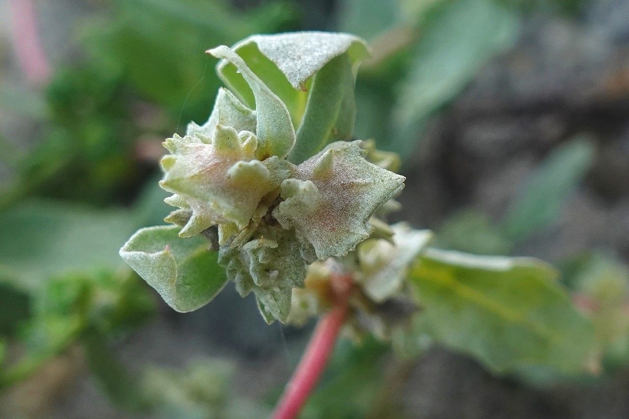 Atriplex laciniata flower