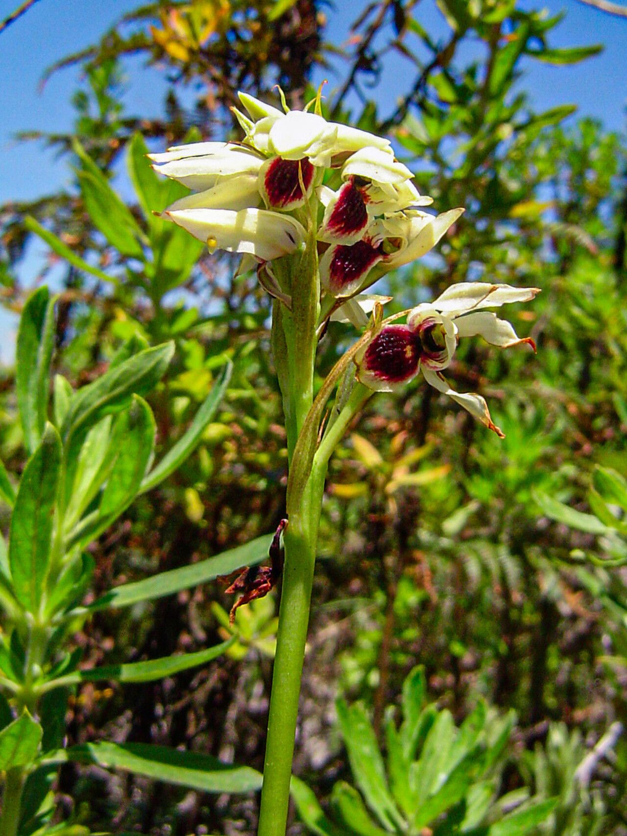 Eulophia eustachya flower