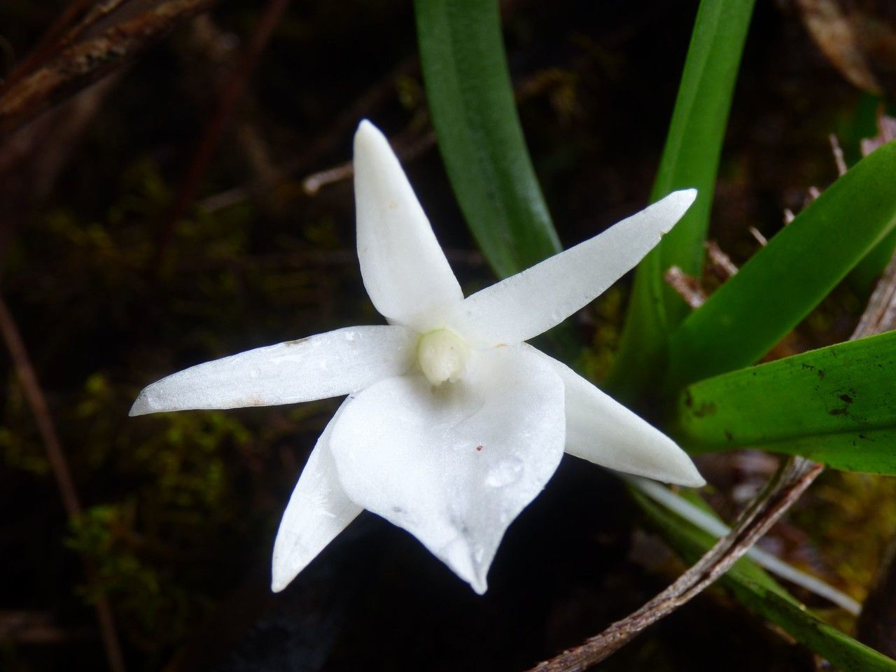 Angraecum borbonicum flower