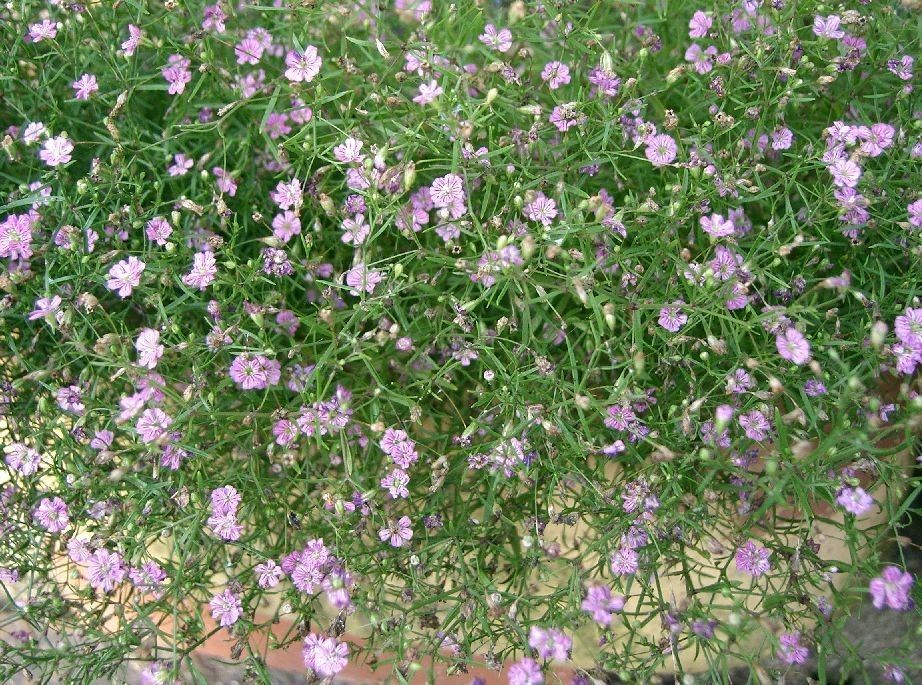 Gypsophila muralis fruit