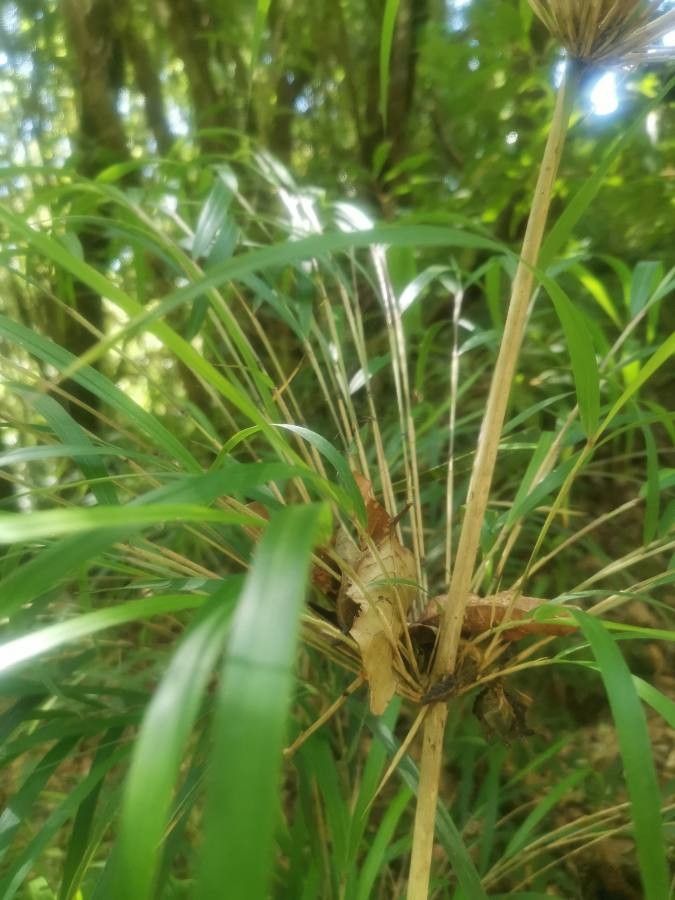 Himalayacalamus asper leaf