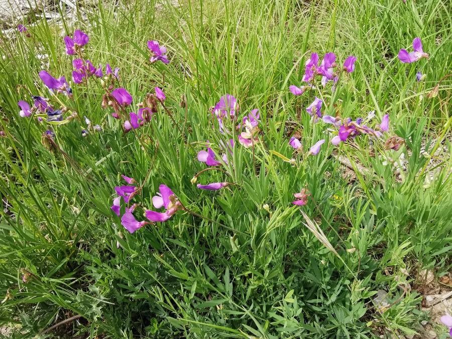 Lathyrus palustris leaf