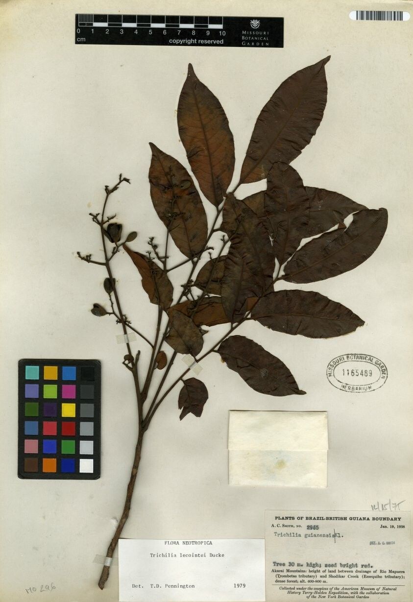 Trichilia lecointei — houseplant care guide