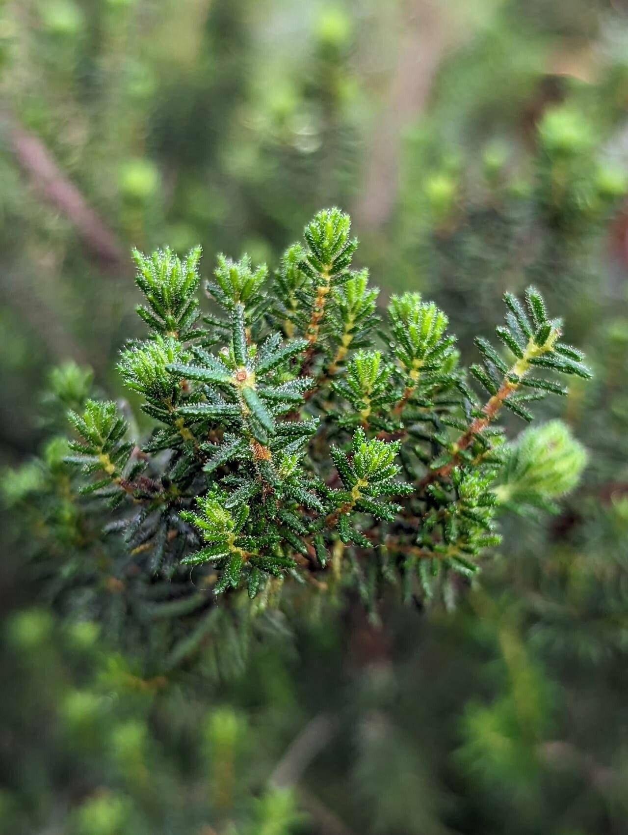 Erica glandulosa — search result for 'Erica'