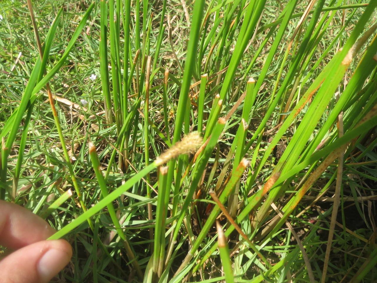 Eleocharis mutata other