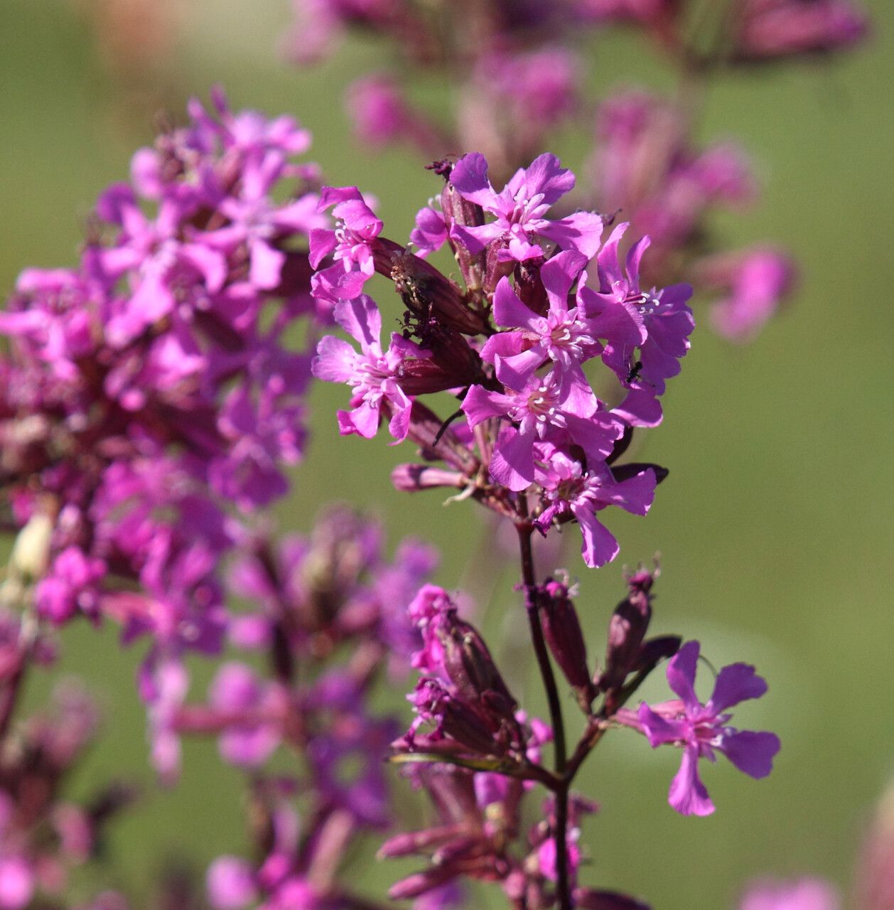 Viscaria vulgaris flower
