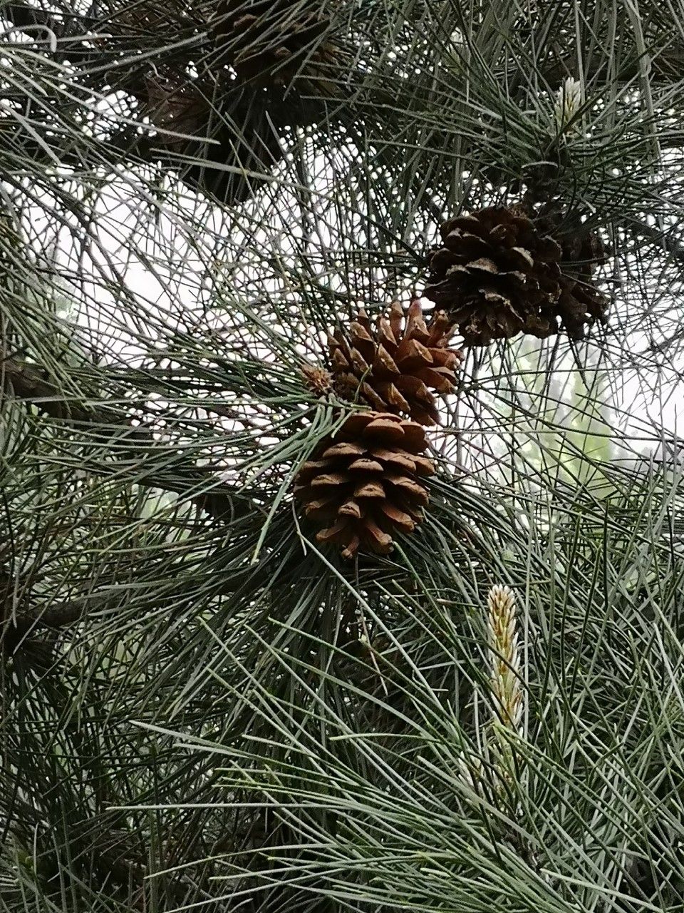 Pinus tabuliformis fruit
