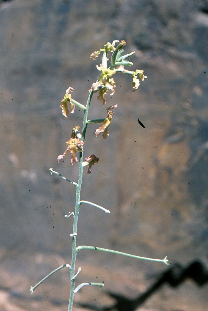 Matthiola maroccana — search result for 'Matthiola'